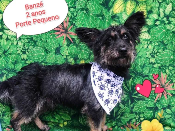 Cachorro ra a SRD-ViraLata idade 2 anos nome Banze
