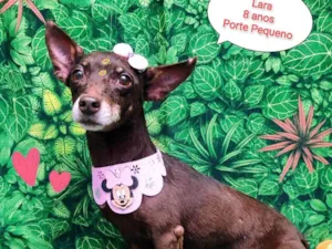 Cachorro raça SRD-ViraLata idade 6 ou mais anos nome Lara 8 anos