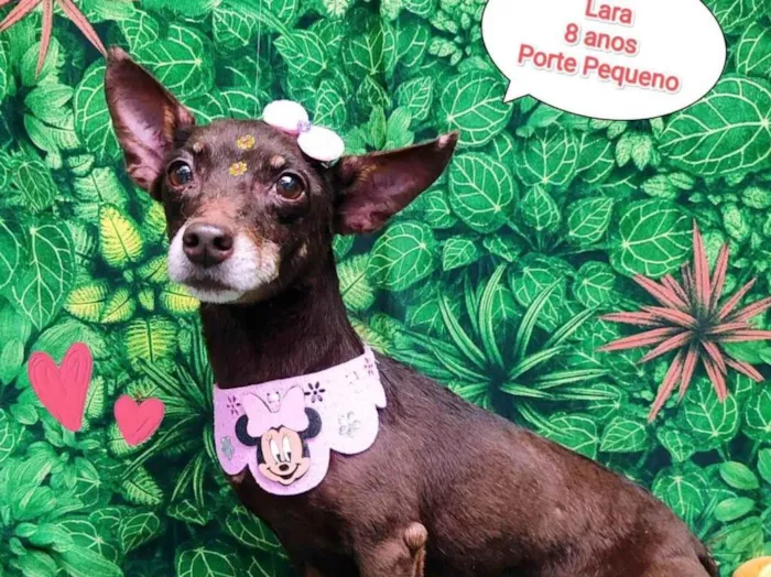 Cachorro ra a SRD-ViraLata idade 6 ou mais anos nome Lara 8 anos