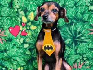 Cachorro raça SRD-ViraLata idade 6 ou mais anos nome Cisco