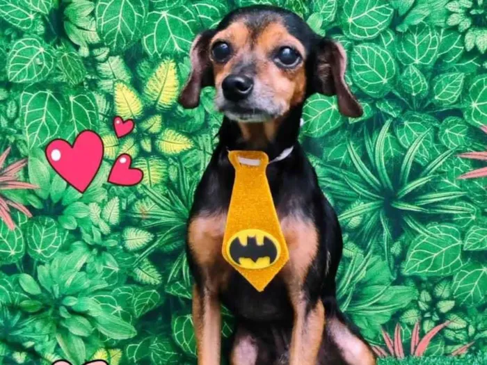 Cachorro ra a SRD-ViraLata idade 6 ou mais anos nome Cisco