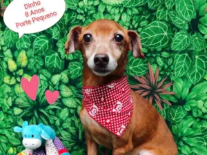 Cachorro raça SRD-ViraLata idade 6 ou mais anos nome Dinho 8 anos