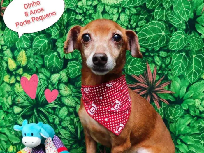 Cachorro ra a SRD-ViraLata idade 6 ou mais anos nome Dinho 8 anos