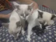 3 gatinhos filhotes 