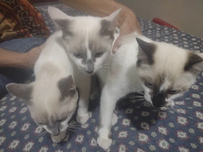 Gato ra a Vira Lata  idade 2 a 6 meses nome 3 gatinhos filhotes 