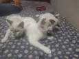 3 gatinhos filhotes 