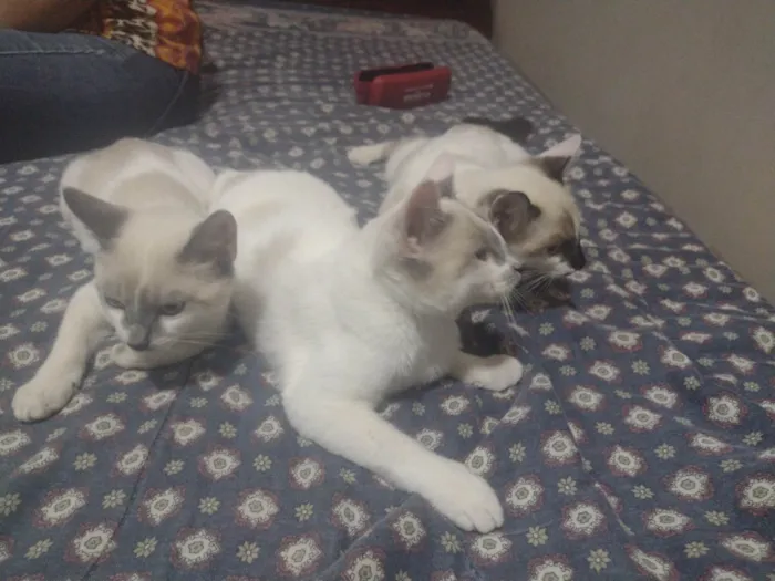 Gato ra a Vira Lata  idade 2 a 6 meses nome 3 gatinhos filhotes 