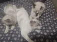 3 gatinhos filhotes 