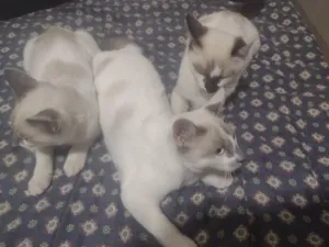 Gato raça Vira Lata  idade 2 a 6 meses nome 3 gatinhos filhotes 