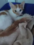 Gatinho macho, castrado e vacinado (3 meses)