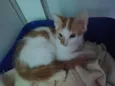 Gatinho macho, castrado e vacinado (3 meses)