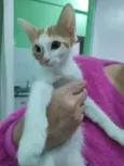Gatinho macho, castrado e vacinado (3 meses)