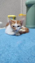 Gatinho macho, castrado e vacinado (3 meses)