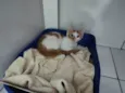 Gatinho macho, castrado e vacinado (3 meses)