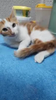 Gatinho macho, castrado e vacinado (3 meses)