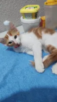 Gatinho macho, castrado e vacinado (3 meses)