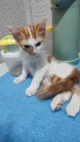 Gatinho macho, castrado e vacinado (3 meses)