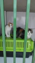Gatinho macho, castrado e vacinado (3 meses)