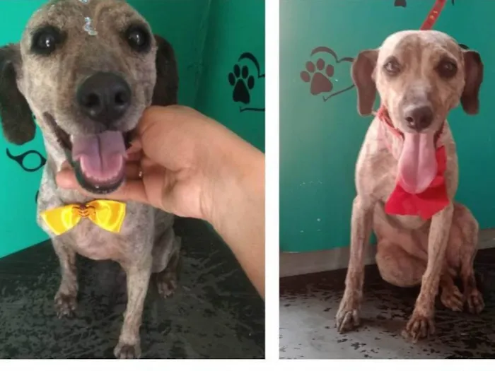 Cachorro ra a Não identificada  idade 6 ou mais anos nome Lanna 