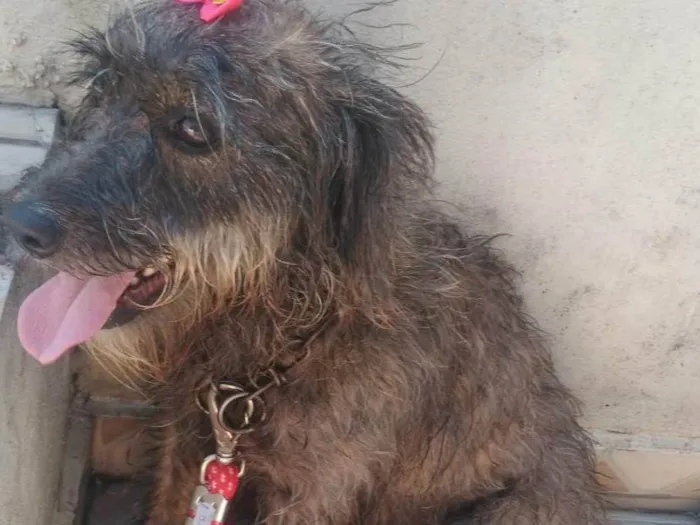 Cachorro ra a Não identificada  idade 6 ou mais anos nome Lanna 