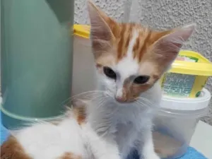 Gato raça SRD-ViraLata idade 2 a 6 meses nome Gatinho macho, castrado e vacinado (3 meses)