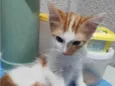 Gatinho macho, castrado e vacinado (3 meses)