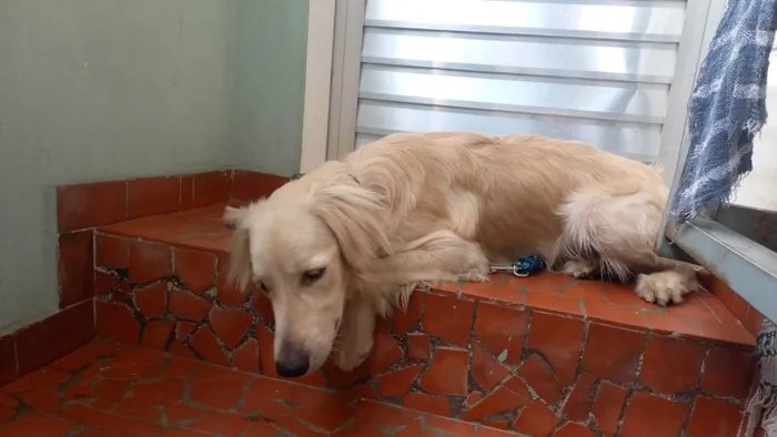 Cachorro ra a SRD-ViraLata idade 2 a 6 meses nome Amarelo 