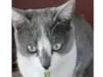 Apolo