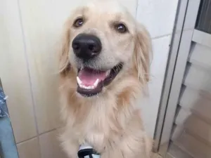 Cachorro raça SRD-ViraLata idade 2 a 6 meses nome Amarelo 