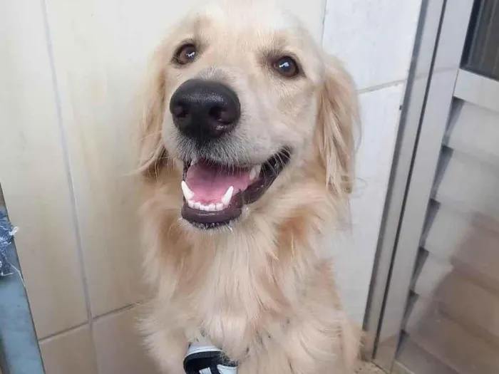 Cachorro ra a SRD-ViraLata idade 2 a 6 meses nome Amarelo 