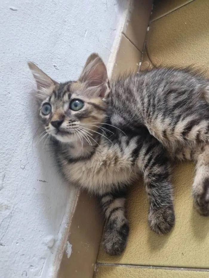 Gato ra a Srd idade 2 a 6 meses nome Monty