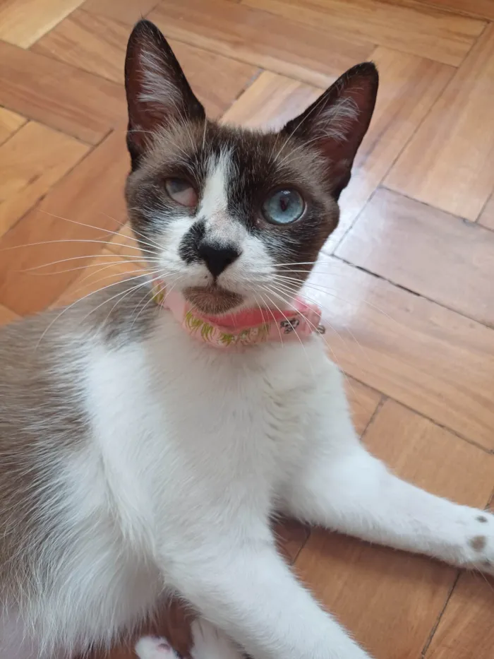 Gato ra a Srd idade 1 ano nome Hope