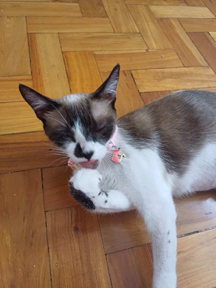 Gato ra a Srd idade 1 ano nome Hope