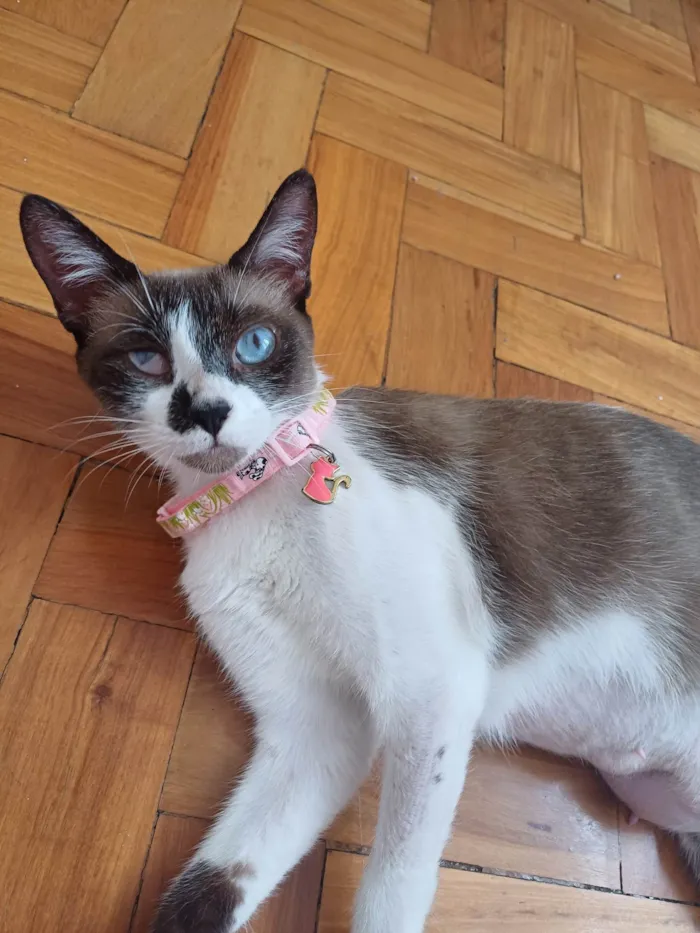 Gato ra a Srd idade 1 ano nome Hope