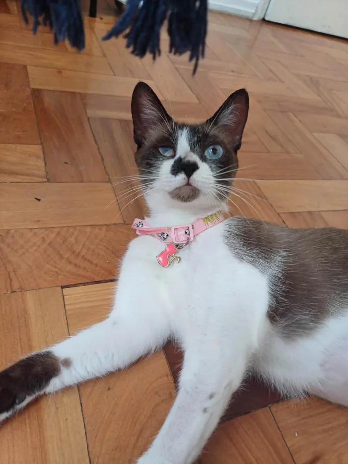 Gato ra a Srd idade 1 ano nome Hope