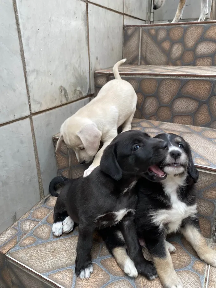 Cachorro ra a SRD-ViraLata idade Abaixo de 2 meses nome Sem nome 