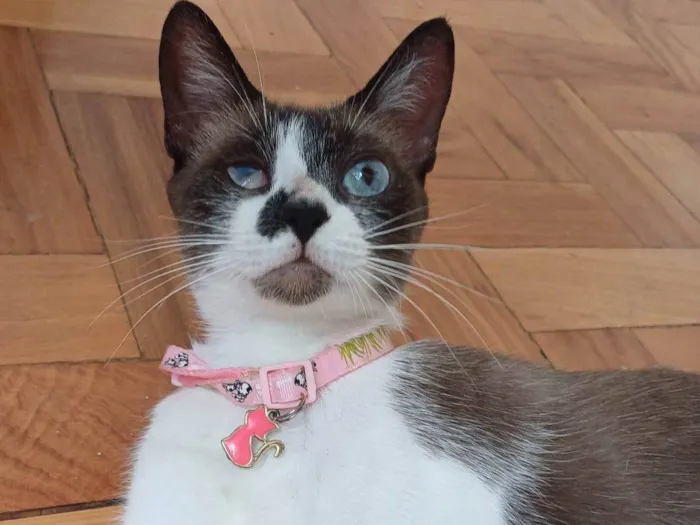 Gato ra a Srd idade 1 ano nome Hope