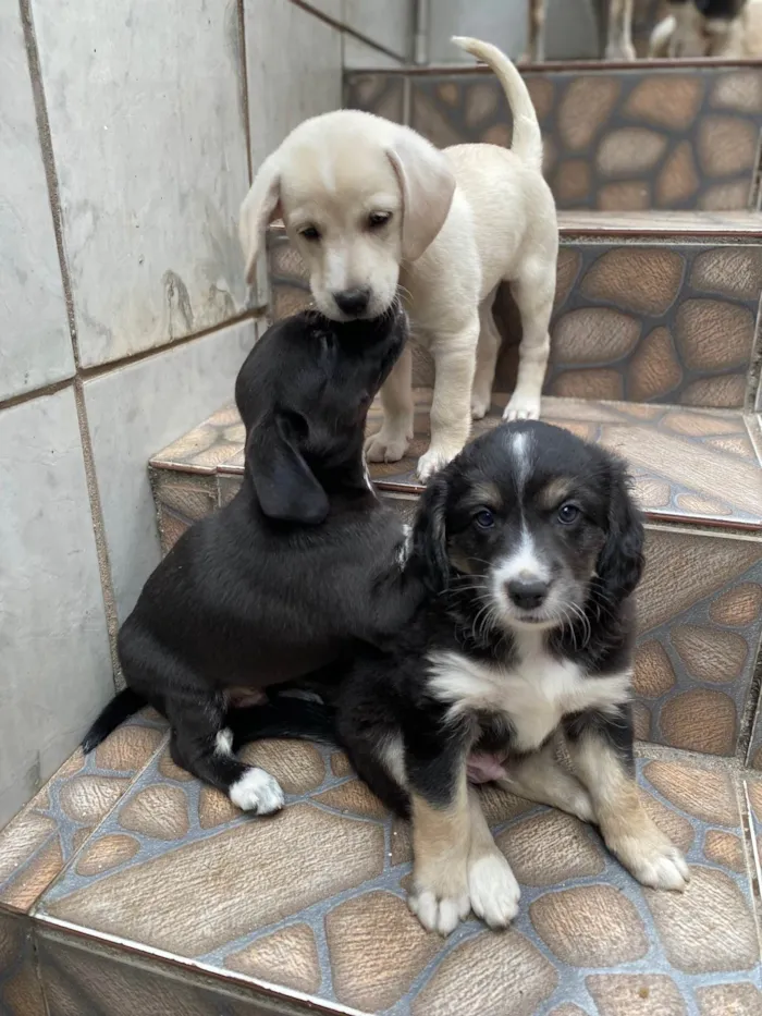 Cachorro ra a SRD-ViraLata idade Abaixo de 2 meses nome Sem nome 