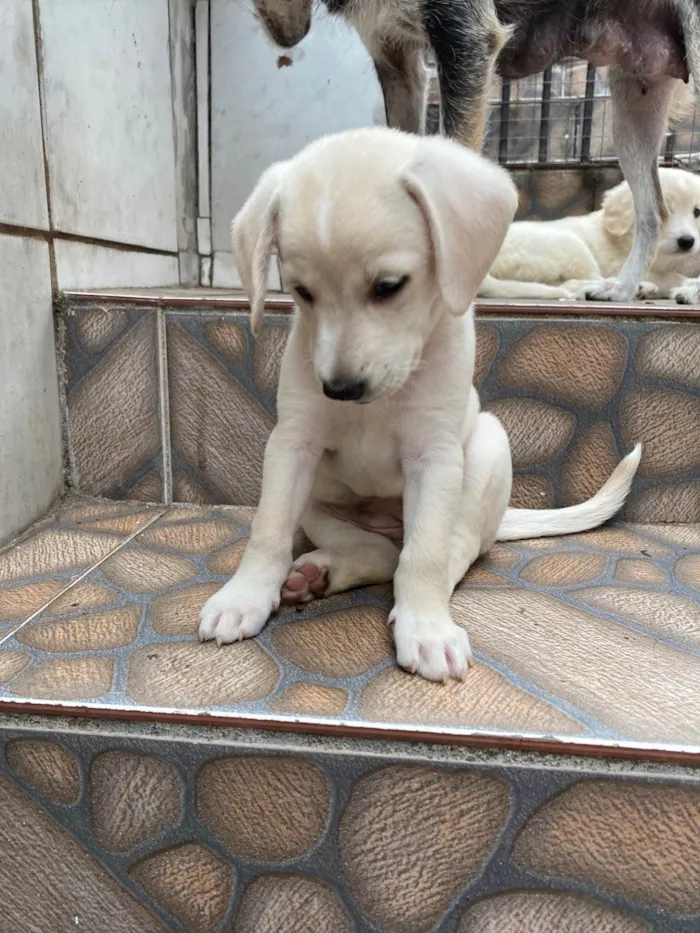 Cachorro ra a SRD-ViraLata idade Abaixo de 2 meses nome Sem nome 