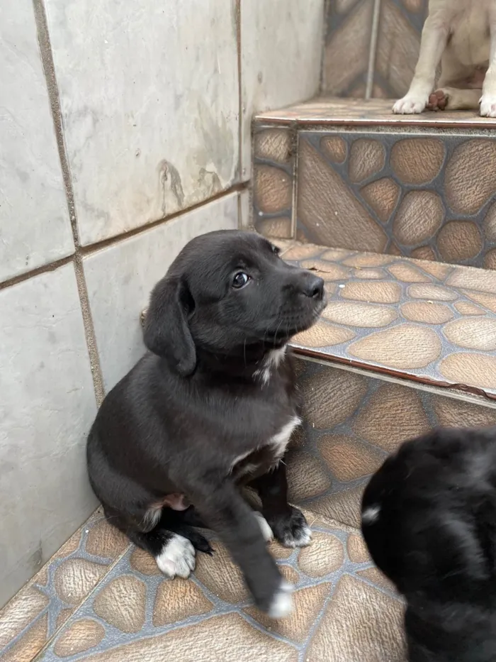Cachorro ra a SRD-ViraLata idade Abaixo de 2 meses nome Sem nome 