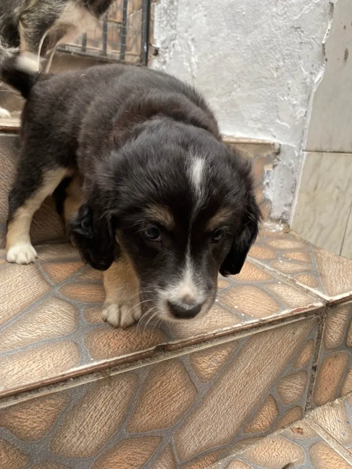 Cachorro ra a SRD-ViraLata idade Abaixo de 2 meses nome Sem nome 