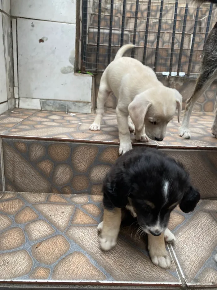 Cachorro ra a SRD-ViraLata idade Abaixo de 2 meses nome Sem nome 