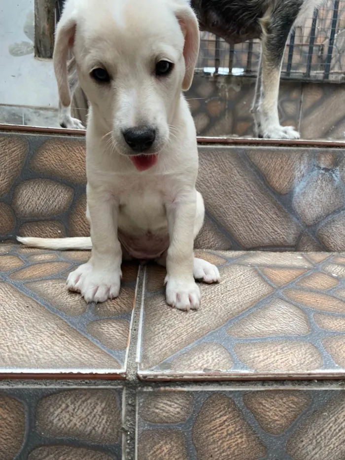 Cachorro ra a SRD-ViraLata idade Abaixo de 2 meses nome Sem nome 
