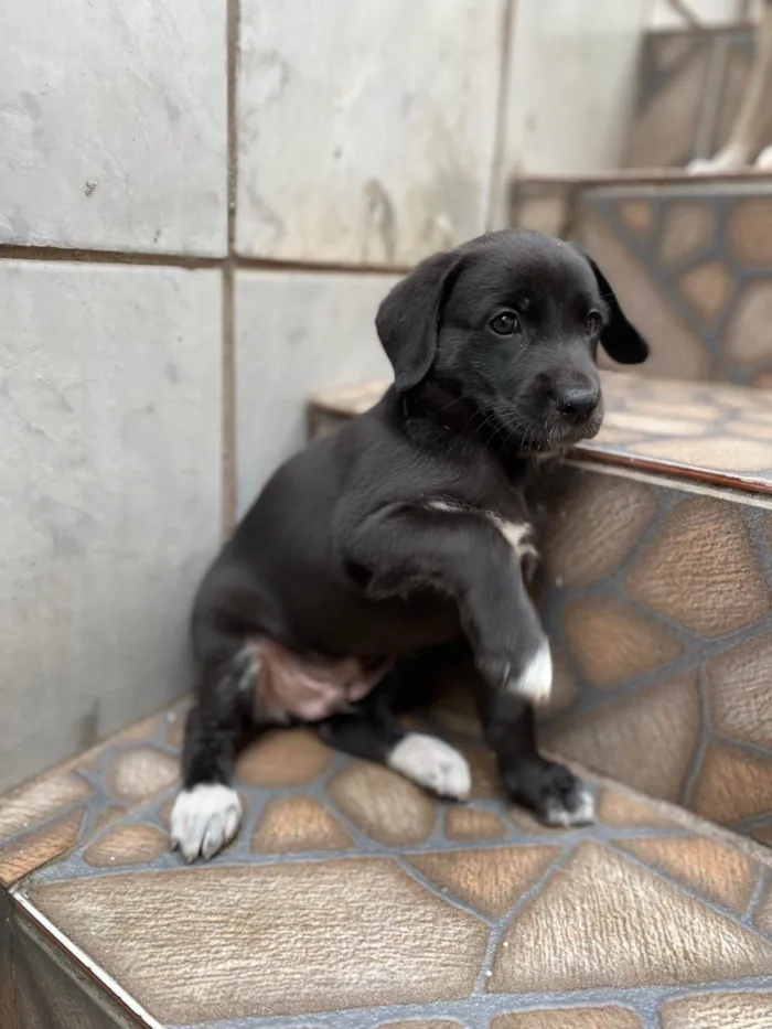 Cachorro ra a SRD-ViraLata idade Abaixo de 2 meses nome Sem nome 