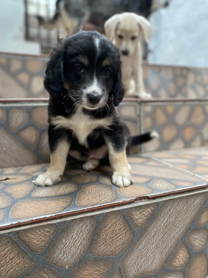 Cachorro ra a SRD-ViraLata idade Abaixo de 2 meses nome Sem nome 