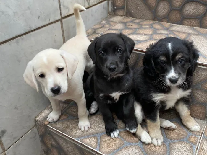 Cachorro ra a SRD-ViraLata idade Abaixo de 2 meses nome Sem nome 