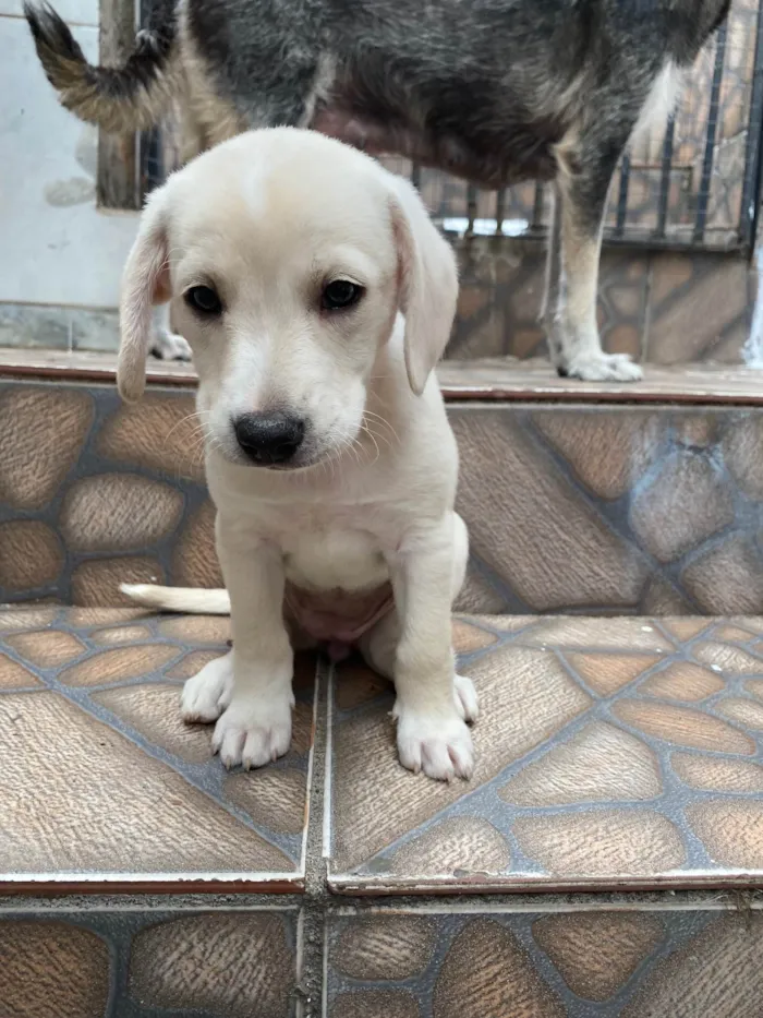 Cachorro ra a SRD-ViraLata idade Abaixo de 2 meses nome Sem nome 