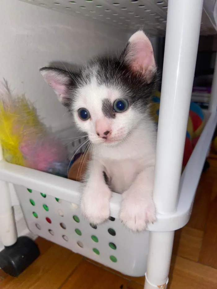 Gato ra a Srd idade 2 a 6 meses nome Enzo
