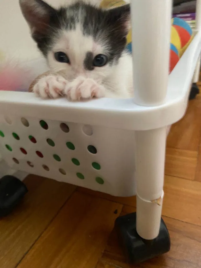 Gato ra a Srd idade 2 a 6 meses nome Enzo