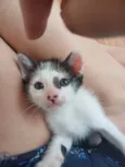 Enzo